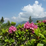 Alpine Flora in Switzerland