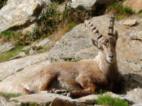 alpine fauna while mountaineering