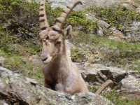 Alpine fauna, here some ibex